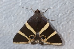 Grammodes ocellata