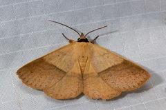 Ophyx ochroptera