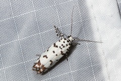 Ethmia postica