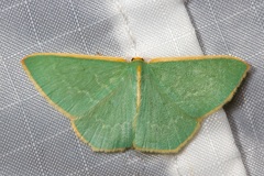 Chlorocoma melocrossa