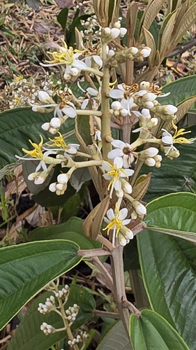Miconia stenostachya