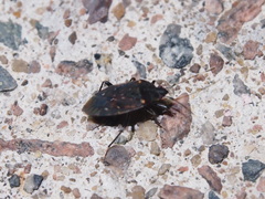 Neolethaeus assamensis