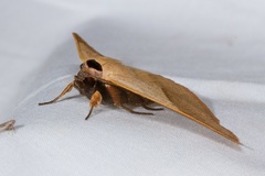 Ophyx ochroptera