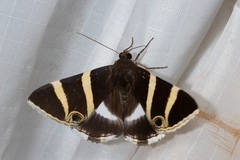 Grammodes ocellata