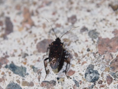 Neolethaeus assamensis
