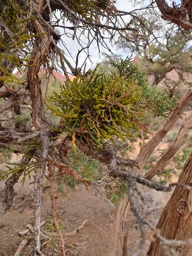 Phoradendron juniperinum, photograph 1
