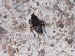 Neolethaeus assamensis