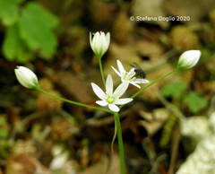 Allium pendulinum