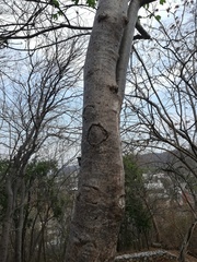 Gyrocarpus jatrophifolius