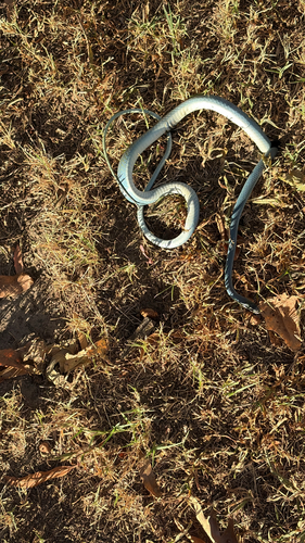 Rough Greensnake