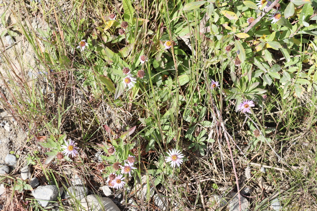 Eurybia sibirica; photograph author not stated, no rights reserved