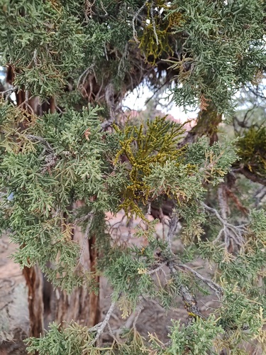 Phoradendron juniperinum, photograph 2