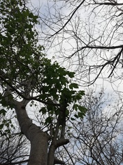 Gyrocarpus jatrophifolius