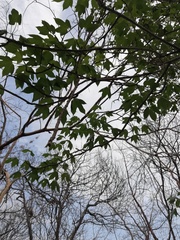 Gyrocarpus jatrophifolius