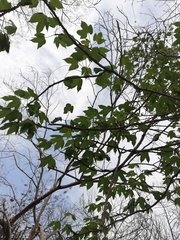 Gyrocarpus jatrophifolius