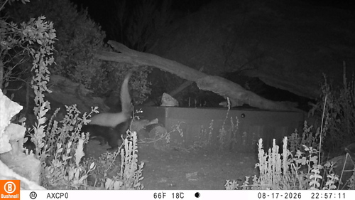 American Hog-nosed Skunk