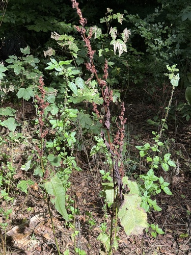 Rumex sanguineus, photograph 2