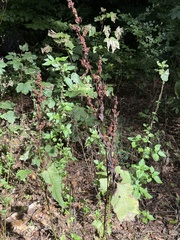 Rumex sanguineus, photograph (c) Tony KM, some rights reserved (CC BY)
