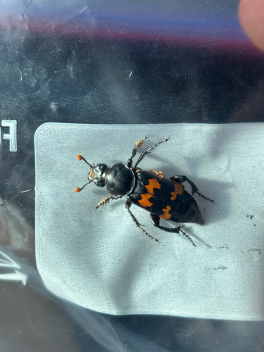 Margined Sexton Beetle