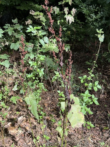Rumex sanguineus, photograph 3