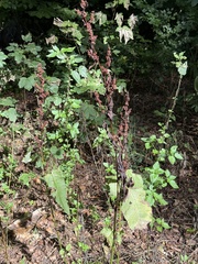 Rumex sanguineus, photograph (c) Tony KM, some rights reserved (CC BY)