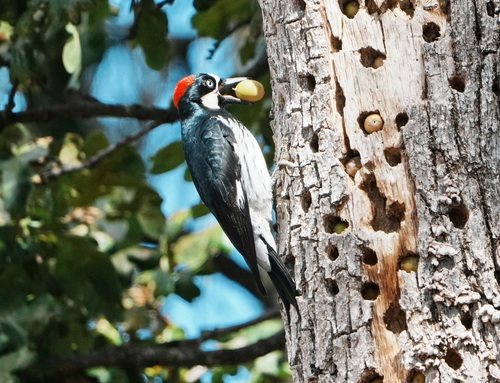 Acorn Woodpecker, photo 2 of 8