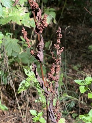 Rumex sanguineus, photograph (c) Tony KM, some rights reserved (CC BY)
