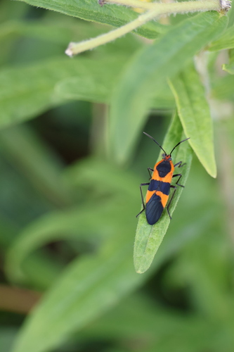 Large Milkweed Bug