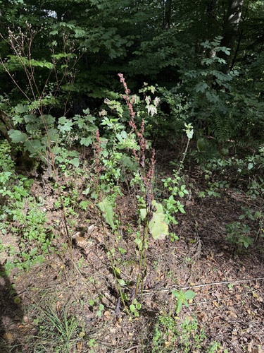 Rumex sanguineus, photograph 5