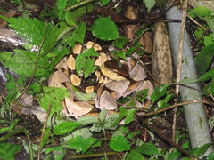 Deinagkistrodon acutus