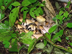 Deinagkistrodon acutus