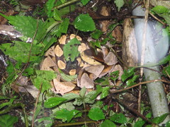 Deinagkistrodon acutus