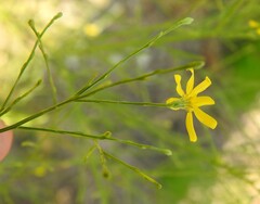 Gutierrezia texana, photograph (c) saltyhiker, some rights reserved (CC BY)