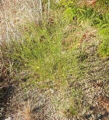 Gutierrezia texana, photograph (c) saltyhiker, some rights reserved (CC BY)