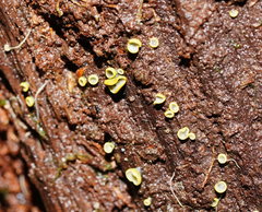 Chlorosplenium