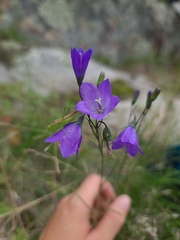 Campanula intercedens