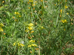Oenothera berlandieri pinifolia
