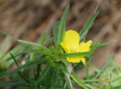 Oenothera berlandieri pinifolia