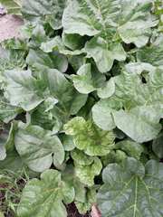Rheum palmatum
