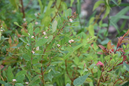 Greater marsh St. Johnswort (Hypericum walteri)