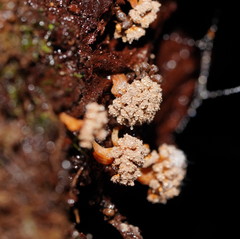 Oligonema verrucosum