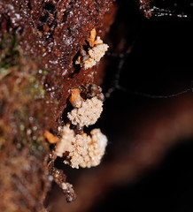 Oligonema verrucosum