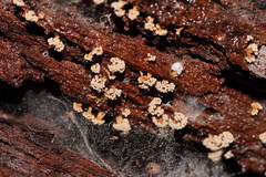Oligonema verrucosum