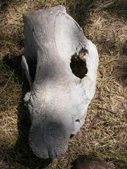 Rhinocerotidae