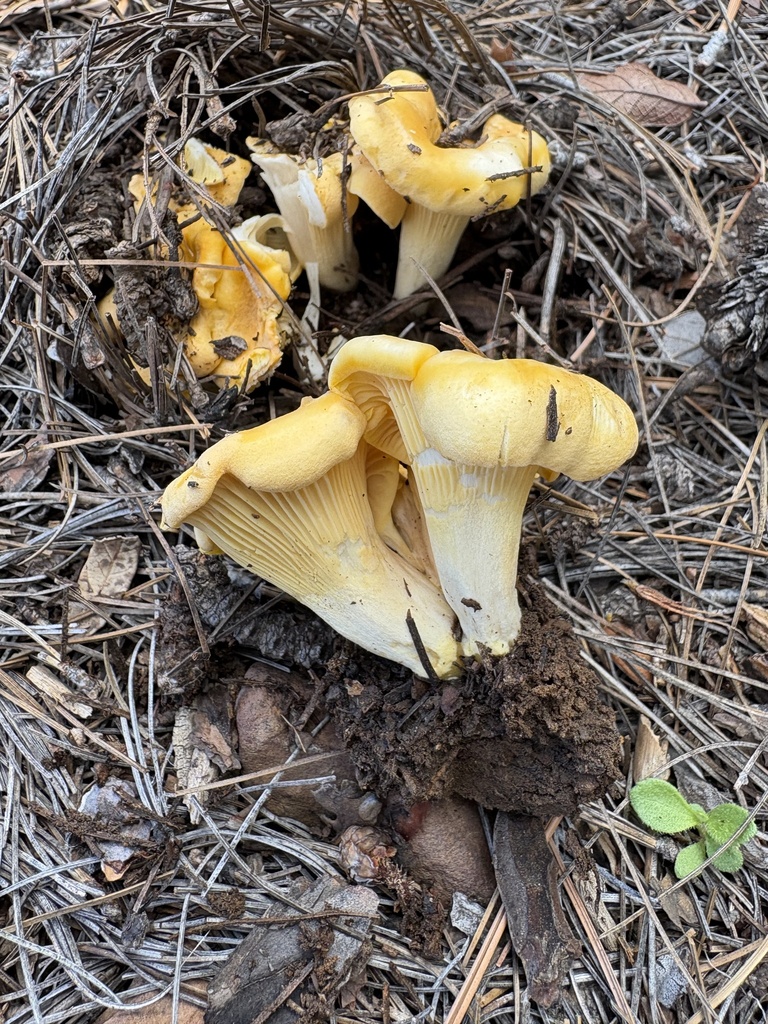 Rainbow Chanterelle · September 2026 · photo: Photo: (c) Mike Dechter, some rights reserved (CC BY) · iNaturalist