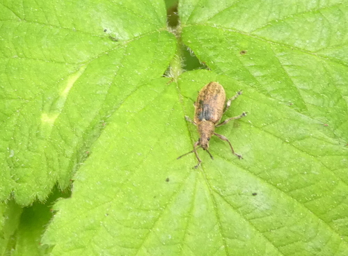 Common Leaf Weevil, 3882 Putten, Nederland, photo 6 of 10