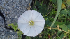 Convolvulus arvensis