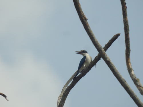 Collared Kingfisher