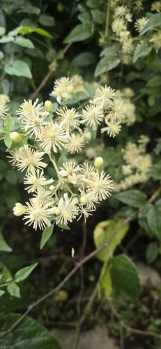 Clematis gouriana observed 2026-09-08