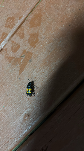 Boreal Burying Beetle